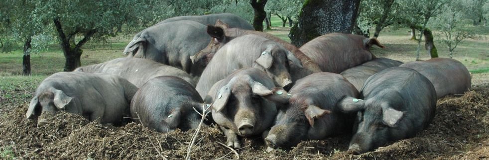 Wandelreis Spanje Aracena
