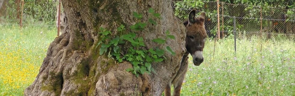 wandelreis Griekenland Korfoe