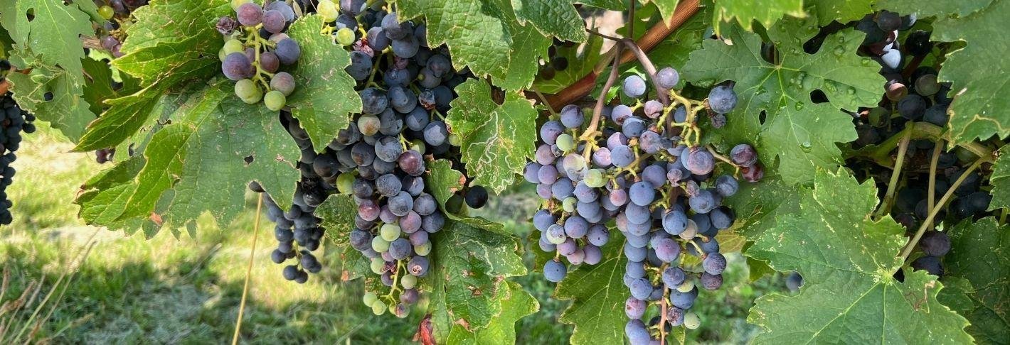 Wandelreis Valle Camonica